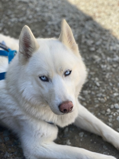 T'suki Des guerriers chippewas