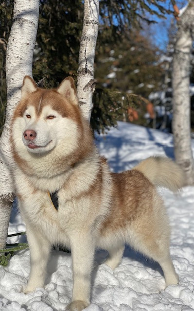 Oural Des garrigues du loup du canebas