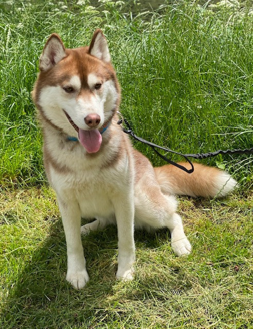 Toxic flower dit alva Du Domaine De Sem’â