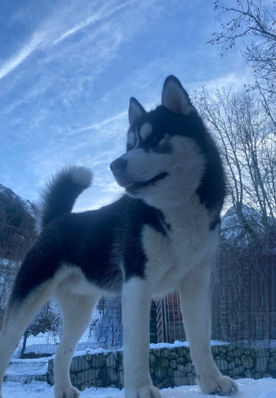 Des Gardiens Des Deux Glaciers - Chiots disponibles - Siberian Husky