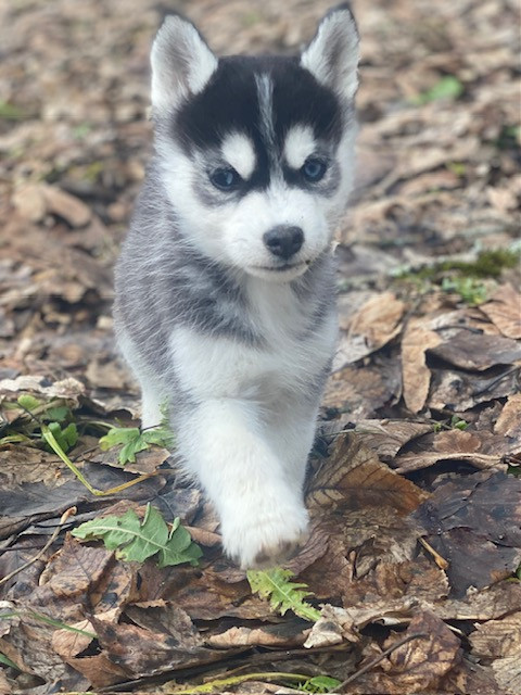 Des Gardiens Des Deux Glaciers - Chiots disponibles - Siberian Husky