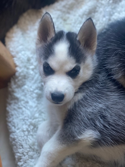 Des Gardiens Des Deux Glaciers - Chiots disponibles - Siberian Husky