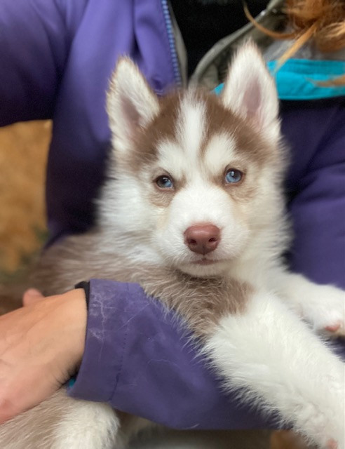 Des Gardiens Des Deux Glaciers - Chiots disponibles - Siberian Husky